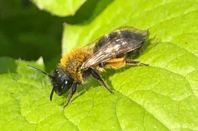 <i>Andrena nitida</i>