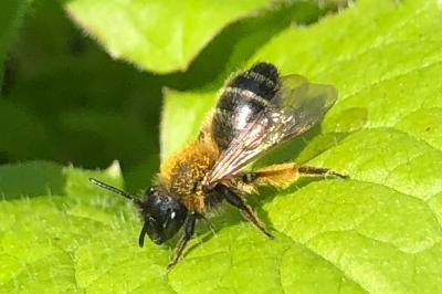 <i>Andrena nitida</i>