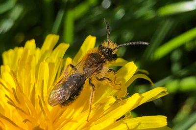 <i>Andrena</i>