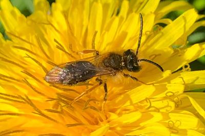 <i>Andrena</i>
