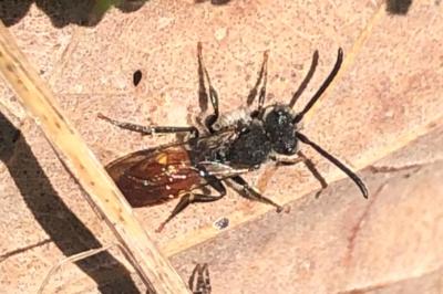<i>Nomada fabriciana</i>