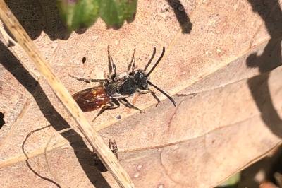 <i>Nomada fabriciana</i>