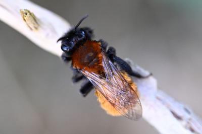 <i>Andrena fulva</i>