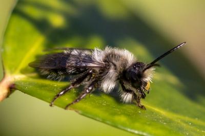 <i>Andrena cineraria</i>