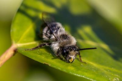 <i>Andrena cineraria</i>