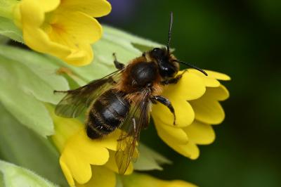 <i>Andrena scotica</i>