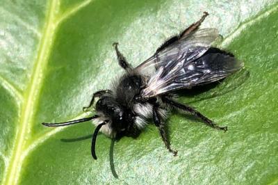 <i>Andrena</i>