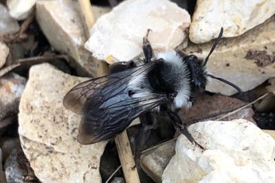 <i>Andrena cineraria</i>