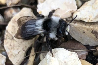 <i>Andrena cineraria</i>