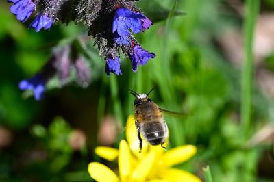<i>Anthophora plumipes</i>