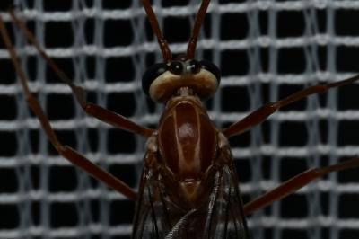 <i>Ophion</i>