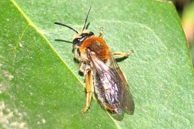 <i>Andrena haemorrhoa</i>