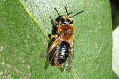 <i>Andrena haemorrhoa</i>