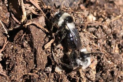 <i>Andrena cineraria</i>