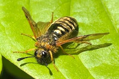 <i>Abia</i>