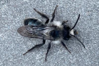 <i>Andrena</i>
