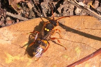 <i>Nomada lathburiana</i>
