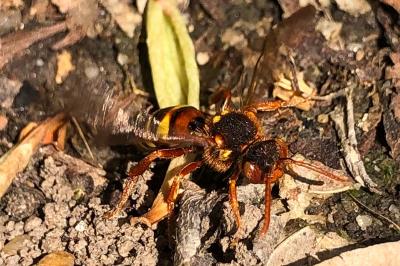 <i>Nomada lathburiana</i>