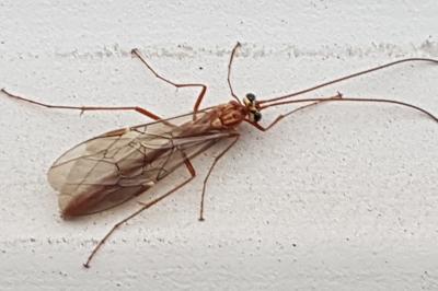 <i>Ophion</i>