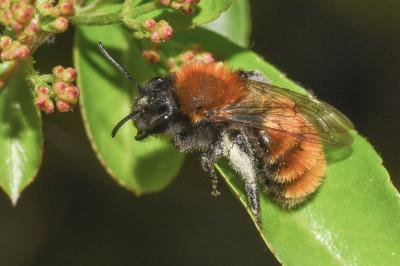 <i>Andrena fulva</i>