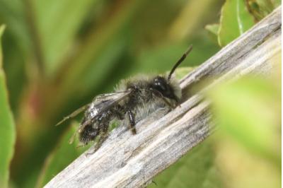 <i>Andrena cineraria</i>