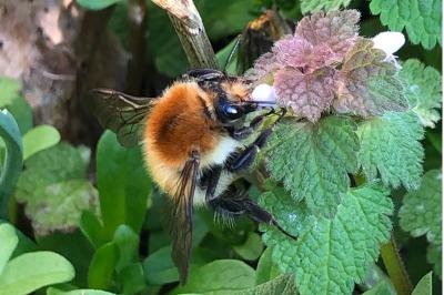 <i>Bombus</i>