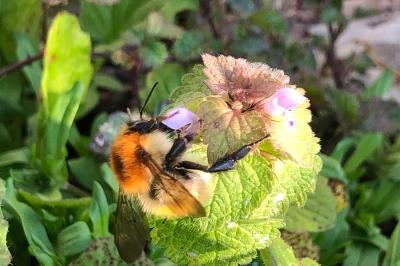 <i>Bombus</i>