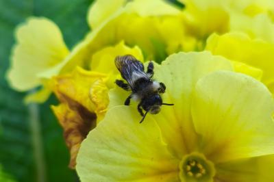 <i>Andrena cineraria</i>