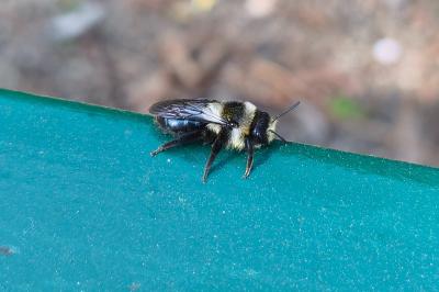 <i>Andrena cineraria</i>