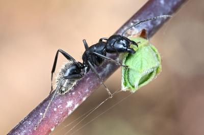 <i>Camponotus</i>