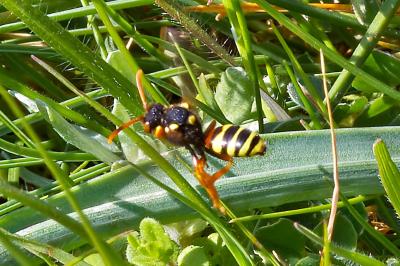 <i>Nomada fucata</i>