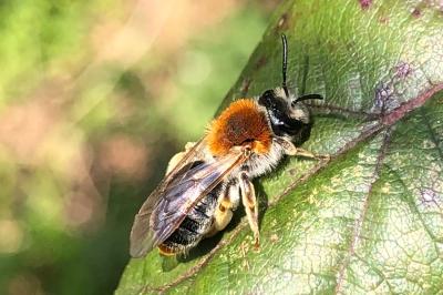 <i>Andrena haemorrhoa</i>
