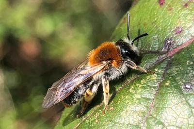 <i>Andrena haemorrhoa</i>