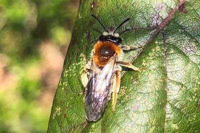 <i>Andrena haemorrhoa</i>