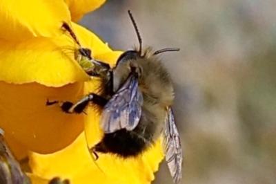 <i>Anthophora plumipes</i>