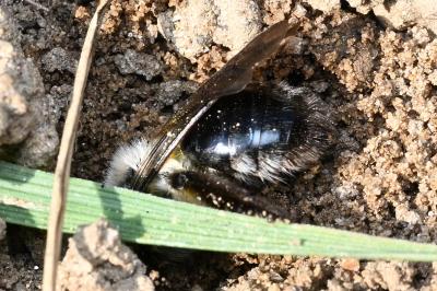 <i>Andrena vaga</i>