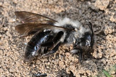 <i>Andrena vaga</i>