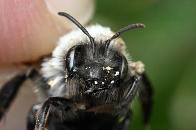 <i>Andrena vaga</i>