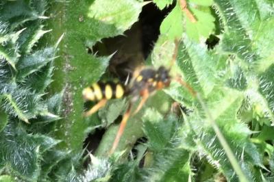 <i>Nomada lathburiana</i>