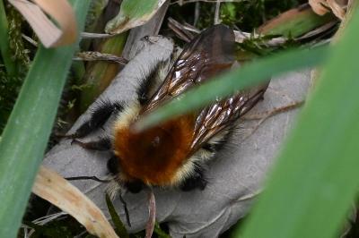 <i>Bombus sp (pascuorum/humilis/muscorum)</i>