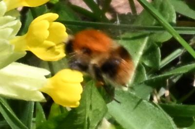 <i>Bombus sp (pascuorum/humilis/muscorum)</i>