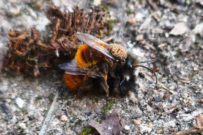 <i>Osmia cornuta</i>
