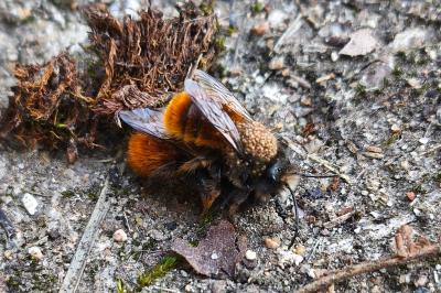 <i>Osmia cornuta</i>