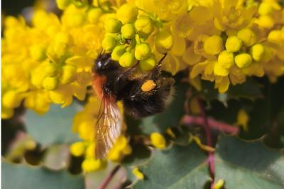 <i>Bombus hypnorum</i>