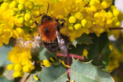 <i>Bombus hypnorum</i>