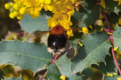 <i>Bombus hypnorum</i>