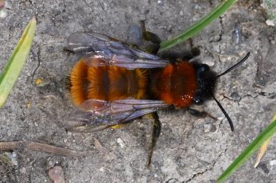 Andrena fulva