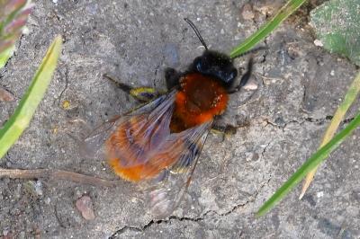 <i>Andrena fulva</i>