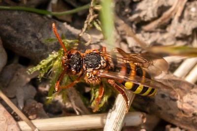 <i>Nomada lathburiana</i>