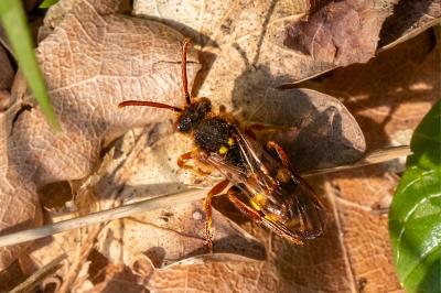 <i>Nomada lathburiana</i>